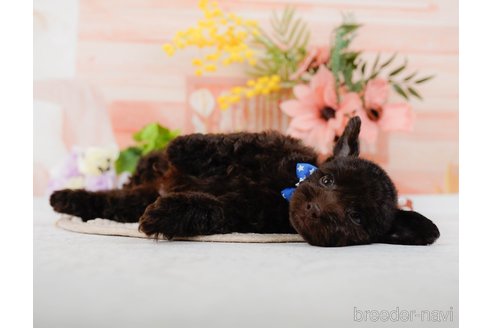 成約済の神奈川県のトイプードル-315676の8枚目