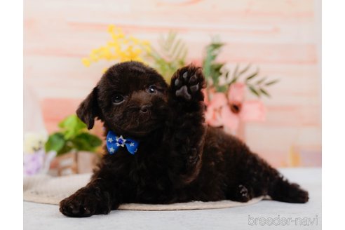 成約済の神奈川県のトイプードル-315676の9枚目