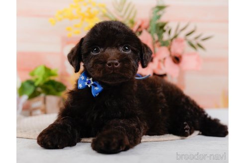 成約済の神奈川県のトイプードル-315676の1枚目