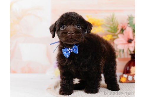 成約済の神奈川県のトイプードル-315676の3枚目