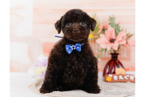 成約済の神奈川県のトイプードル-315676の4枚目