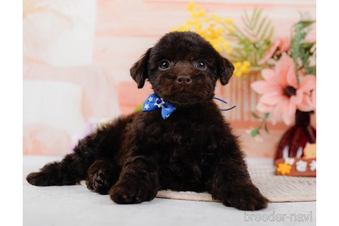 成約済の神奈川県のトイプードル-315676の5枚目