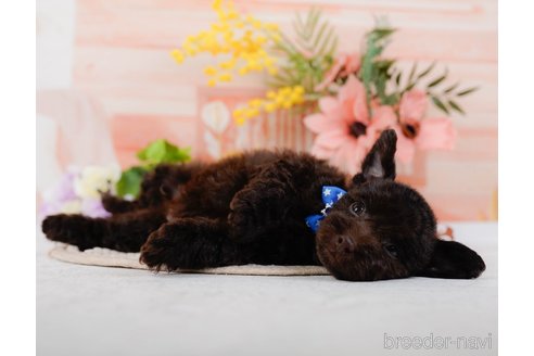 成約済の神奈川県のトイプードル-315676の6枚目