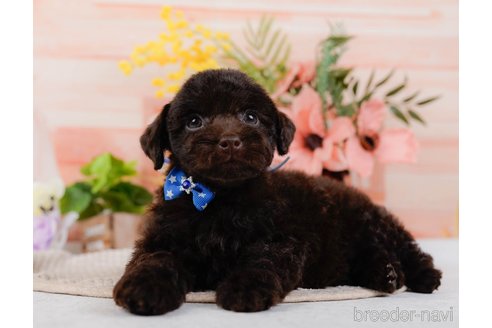 成約済の神奈川県のトイプードル-315676の7枚目