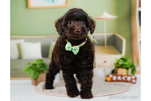 成約済の神奈川県のトイプードル-315678の5枚目