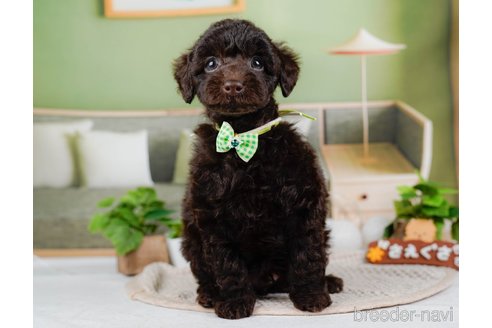 成約済の神奈川県のトイプードル-315678の6枚目