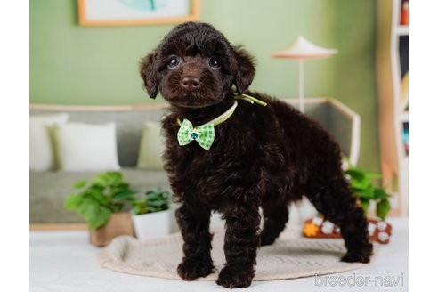 成約済の神奈川県のトイプードル-315678の7枚目