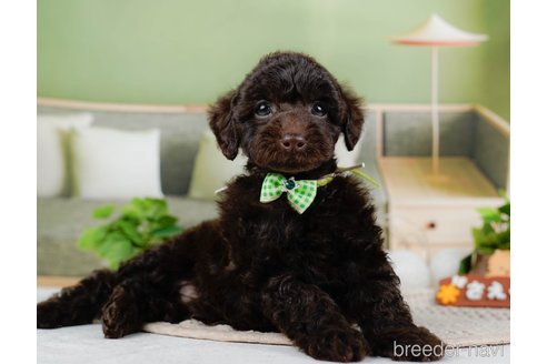 成約済の神奈川県のトイプードル-315678の8枚目