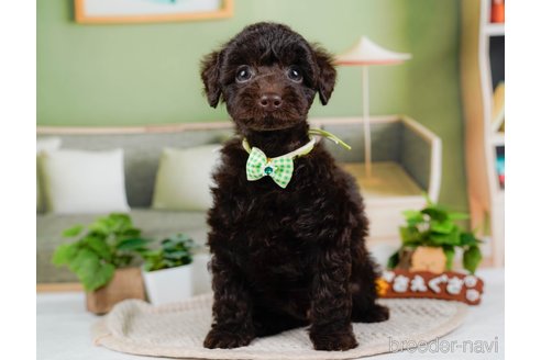 成約済の神奈川県のトイプードル-315678の9枚目