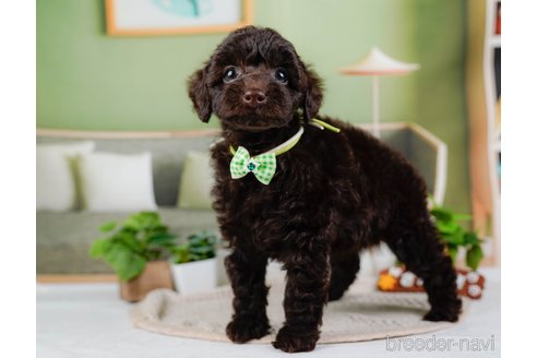 成約済の神奈川県のトイプードル-315678の1枚目