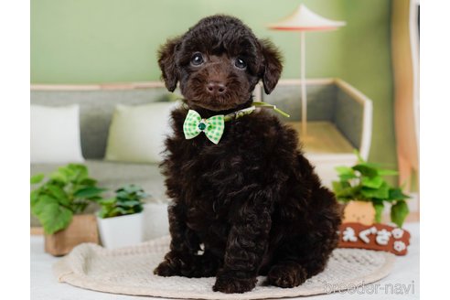 成約済の神奈川県のトイプードル-315678の2枚目