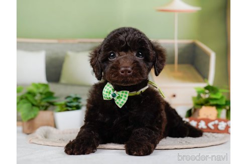 成約済の神奈川県のトイプードル-315678の3枚目