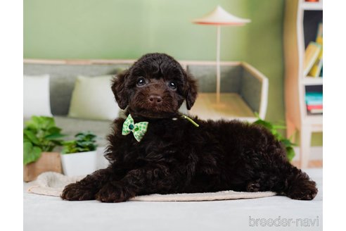 成約済の神奈川県のトイプードル-315678の4枚目