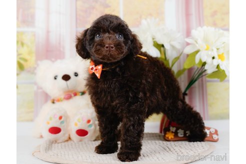 成約済の神奈川県のトイプードル-315680の6枚目