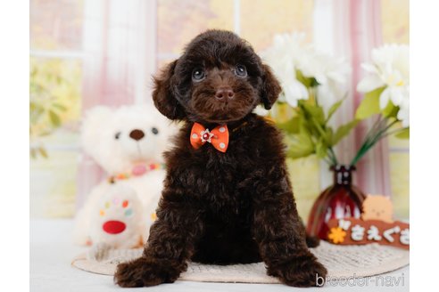 成約済の神奈川県のトイプードル-315680の7枚目