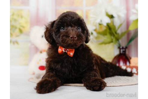 成約済の神奈川県のトイプードル-315680の8枚目