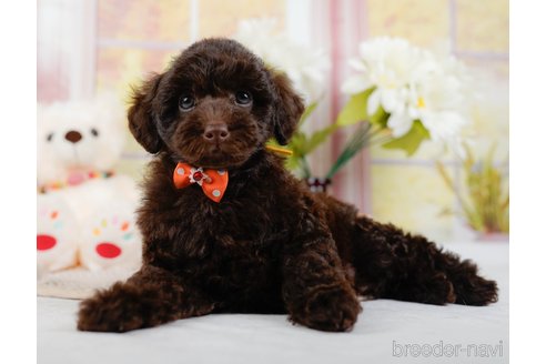 成約済の神奈川県のトイプードル-315680の9枚目