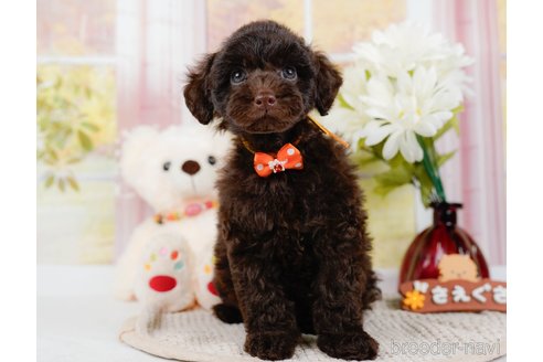 成約済の神奈川県のトイプードル-315680の3枚目