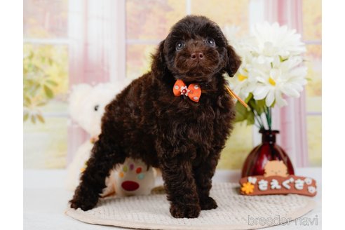 成約済の神奈川県のトイプードル-315680の1枚目