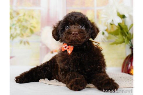 成約済の神奈川県のトイプードル-315680の4枚目