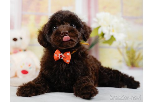 成約済の神奈川県のトイプードル-315680の5枚目