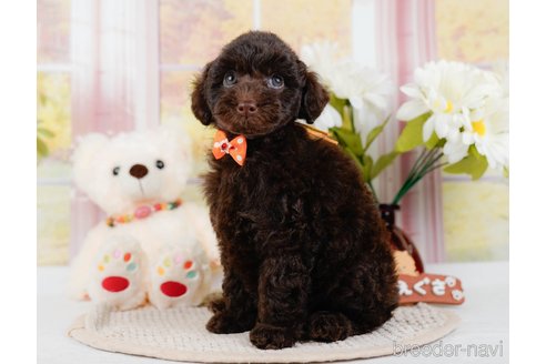 成約済の神奈川県のトイプードル-315680の2枚目