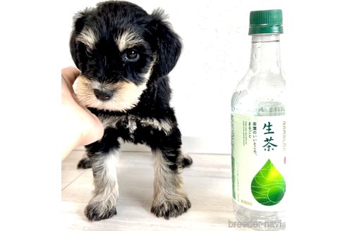 成約済の奈良県のミニチュアシュナウザー-315691の4枚目