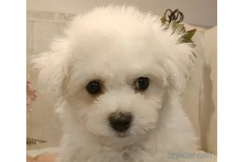 成約済の愛知県のビションフリーゼ-312101の4枚目