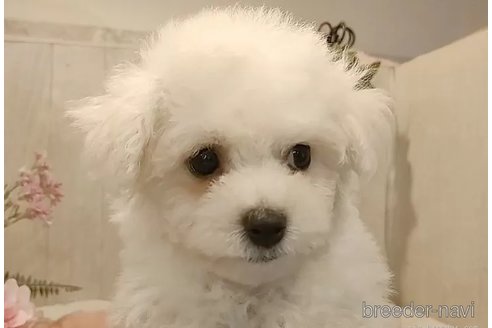 成約済の愛知県のビションフリーゼ-312101の3枚目