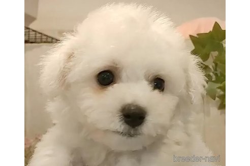 成約済の愛知県のビションフリーゼ-312101の2枚目