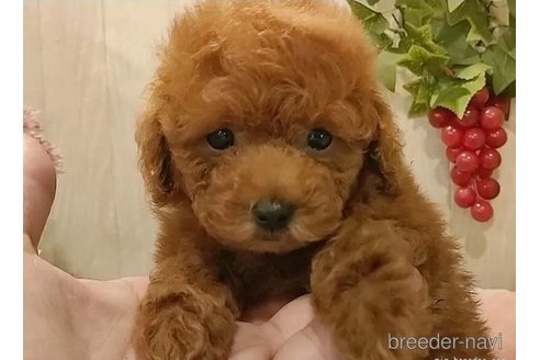成約済の愛知県のティーカッププードル-312165の4枚目