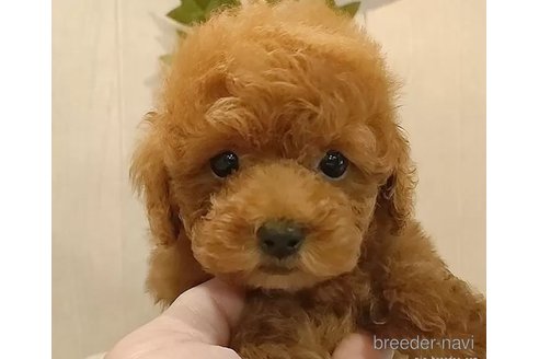 成約済の愛知県のティーカッププードル-312165の3枚目
