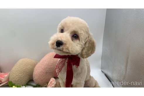 成約済の東京都のマルプー:マルチーズ×トイプードル-288990の21枚目
