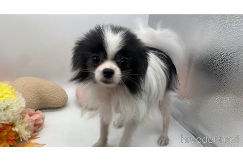 成約済の東京都のミックス犬-315713の7枚目