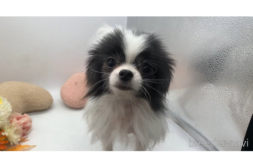 成約済の東京都のミックス犬-315713の8枚目