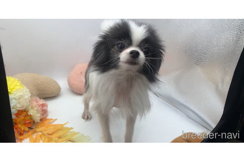 成約済の東京都のミックス犬-315713の9枚目