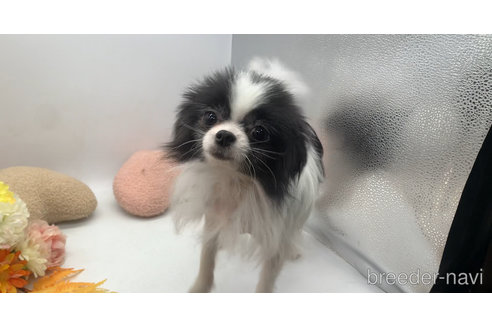 成約済の東京都のミックス犬-315713の10枚目