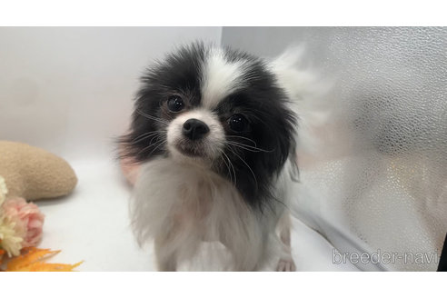 成約済の東京都のミックス犬-315713の11枚目