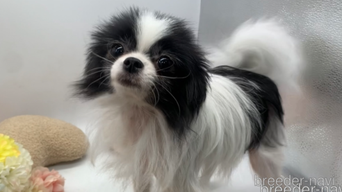 成約済の東京都のミックス犬-315713の6枚目