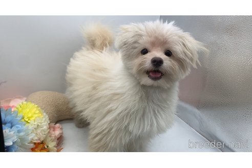 成約済の東京都のミックス犬-291311の10枚目