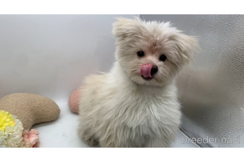 成約済の東京都のミックス犬-291311の9枚目