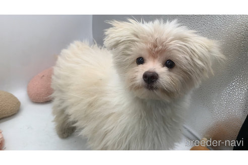 成約済の東京都のミックス犬-291311の7枚目