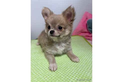 成約済の山口県のチワワ(ロングコート)-307076の1枚目