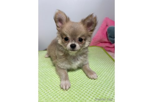 成約済の山口県のチワワ(ロングコート)-307076の2枚目
