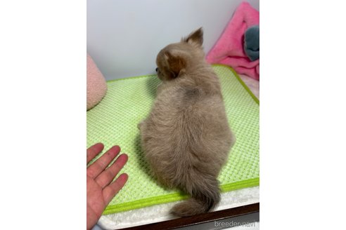成約済の山口県のチワワ(ロングコート)-307076の3枚目