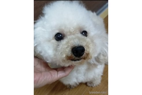 成約済の埼玉県のタイニープードル-315716の4枚目