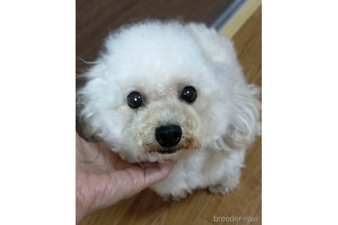 成約済の埼玉県のタイニープードル-315716