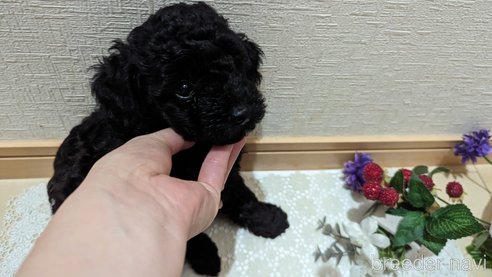 成約済の広島県のトイプードル-311253の78枚目