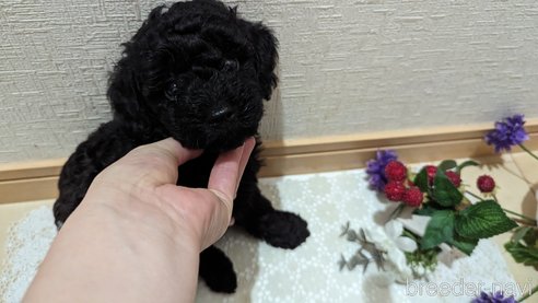 成約済の広島県のトイプードル-311253の75枚目