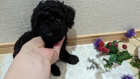 成約済の広島県のトイプードル-311253の76枚目